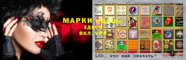 стаф Аркадак